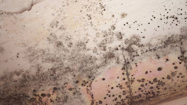 Why You Should Choose Our Mold Remediation Services in La Plata, NM